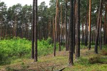 WÄLDER DER OBERFÖRSTEREI